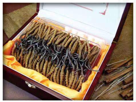 澄海冬虫夏草回收